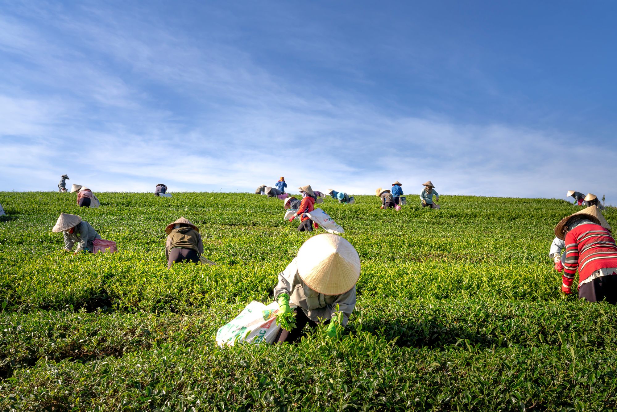 The Rise of Urban Farming and its Impact on Residents' Health