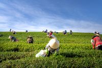 The Rise of Urban Farming and its Impact on Residents' Health post image